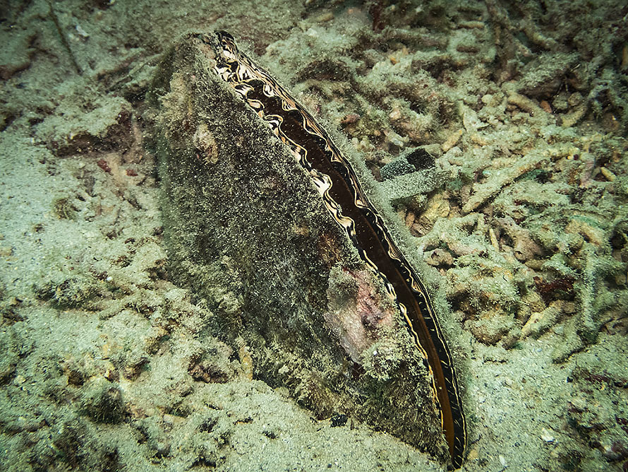 Pinna nobilis
